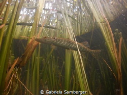 little Esox by Gabriela Samberger 